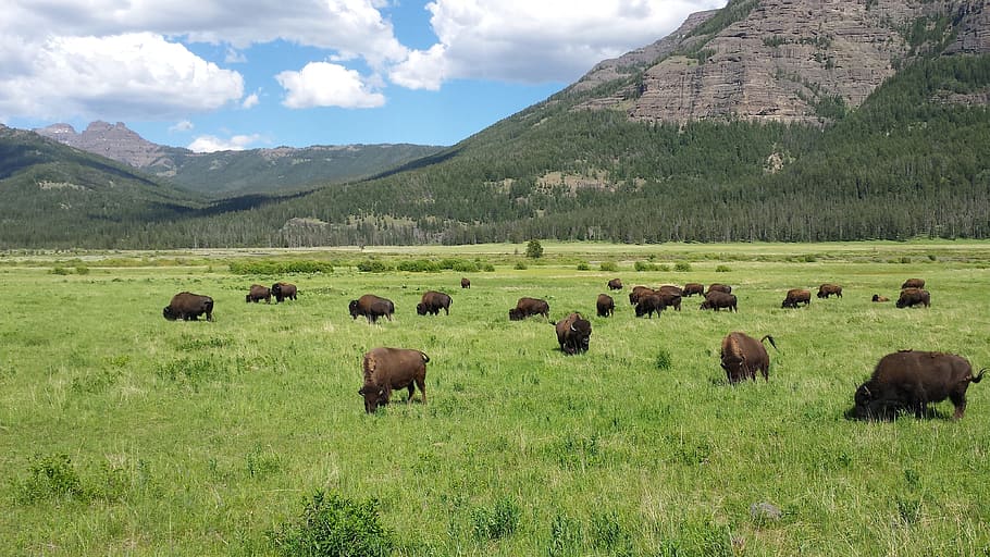 Bison, Yellowstone, Mountains, grass, mountain, animal themes, field, sky, day, land