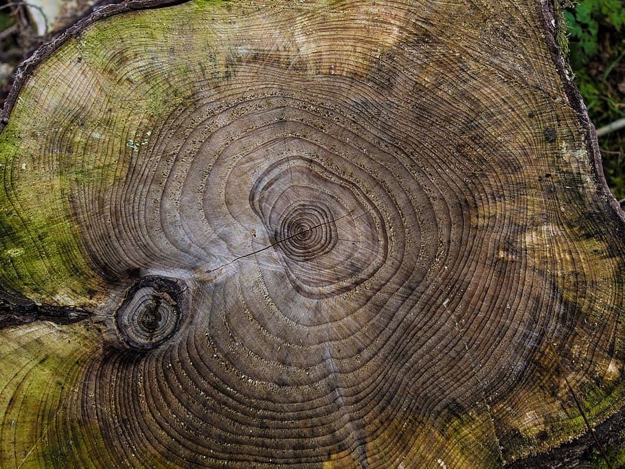 close-up photo, wood slab, tree, butt, cutting down, cut down, abstract, tree stump, nature, firewood