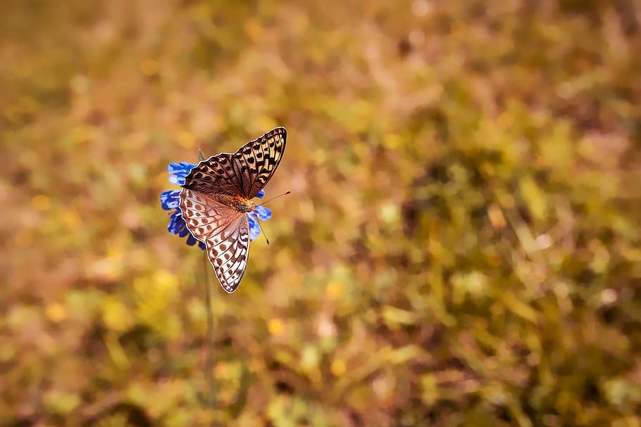 brown, white, butterfly perching, blue, flower, butterfly, butterflies, edelfalter, nature, pointed flower