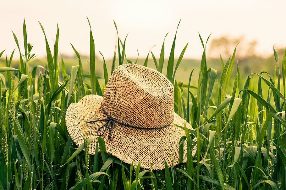 brown, straw hat, grass field, daytime, black, sombrero, green, grass, field, photograph