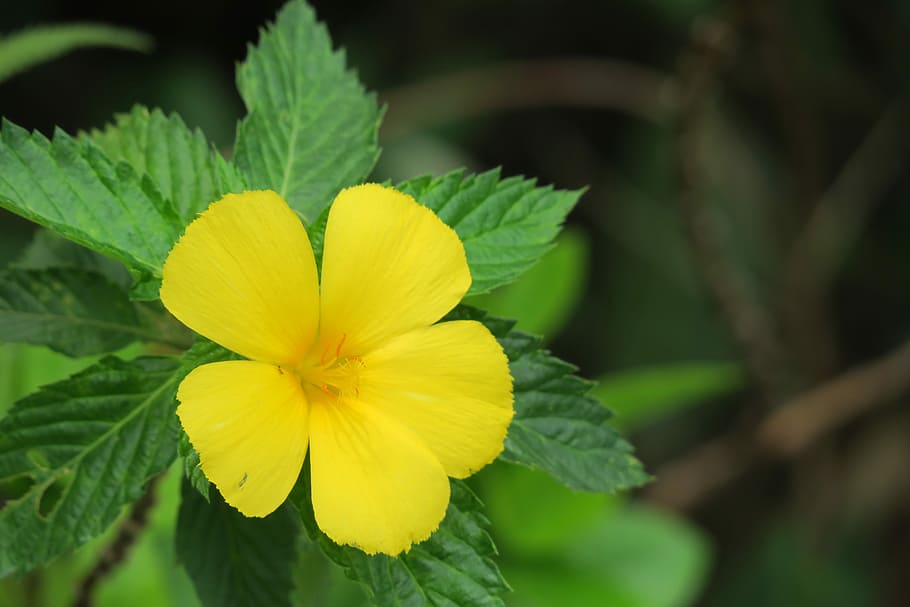 yellow clock flower, nature, plant, leaf, summer, flower, outdoor, garden, light, close-up