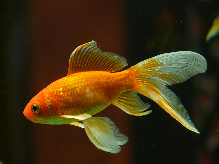 naranja, común, captura de pantalla de pez dorado, pez dorado, captura de pantalla, veiltail, pez, nadar, acuario, pez de agua dulce