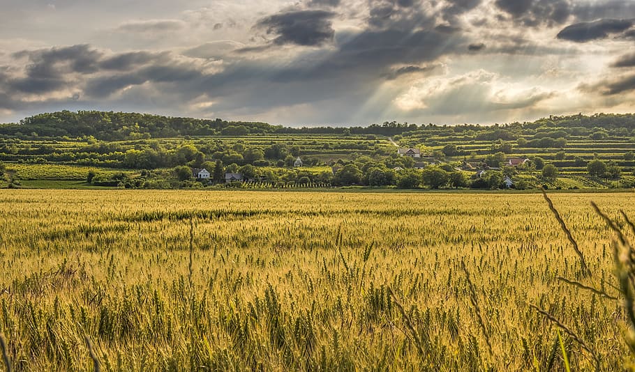 agriculture, cereal, clouds, countryside, crop, cropland, farm, farmland, field grass, green