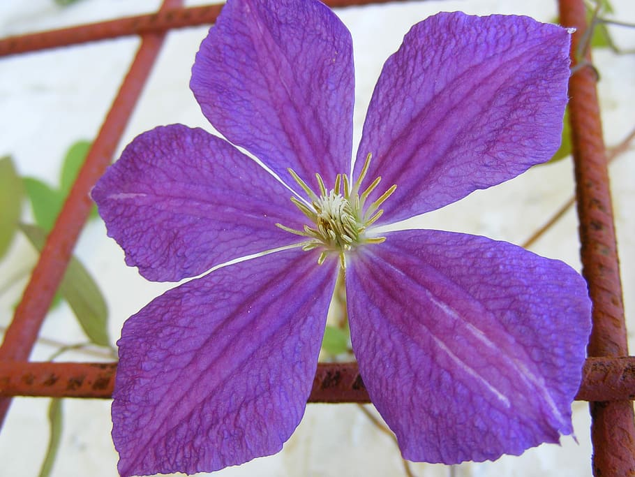 Комнатный цветок фиолетового цвета название и фото