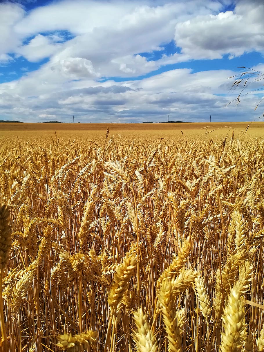 field, harvest, barley, nature, yellow, the sky, sky, cloud, background, fields