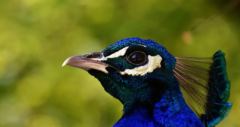 blue, green, bird, macro shot, peacock, poultry, feather, bill, nature, pride