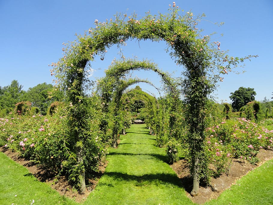green, flower arch, garden, hartford, connecticut, nature, outside, trellis, arch, arched