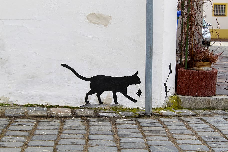 coretan, lukisan dinding, neuburg, bavaria, seni jalanan, dinding, penglihatan, lukisan, kucing, mouse