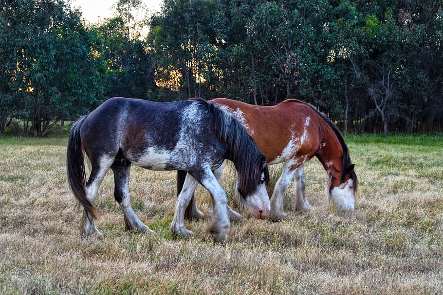 horses, heavy horse, grazing, mane, tail, paddock, eating, grass, clydesdale, brown