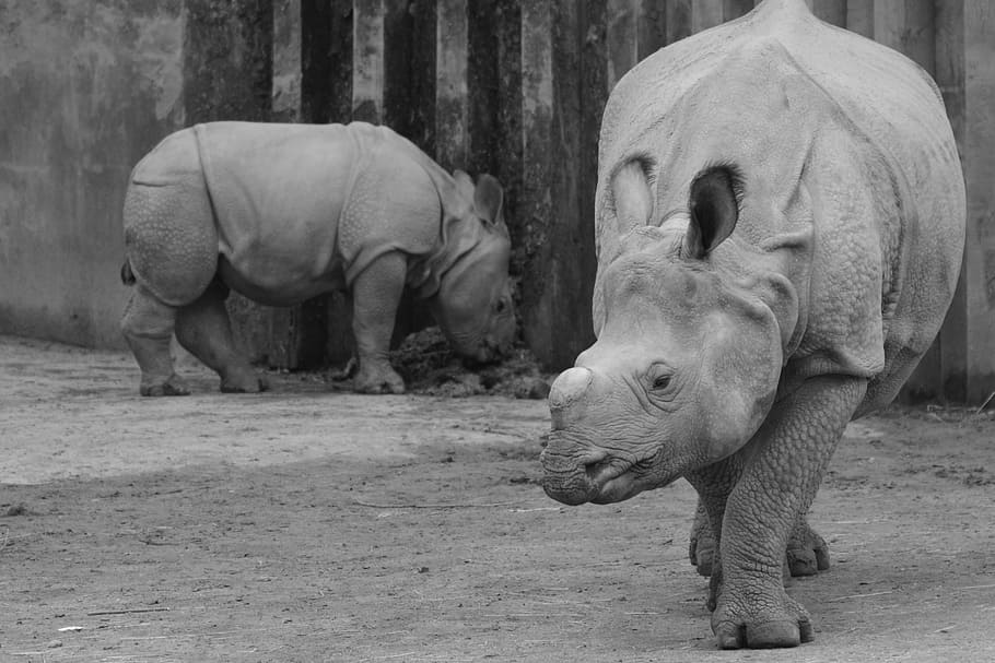 rhino, baby rhinoceros, animal, mammal, calf, animal themes, rhinoceros, group of animals, animal wildlife, vertebrate