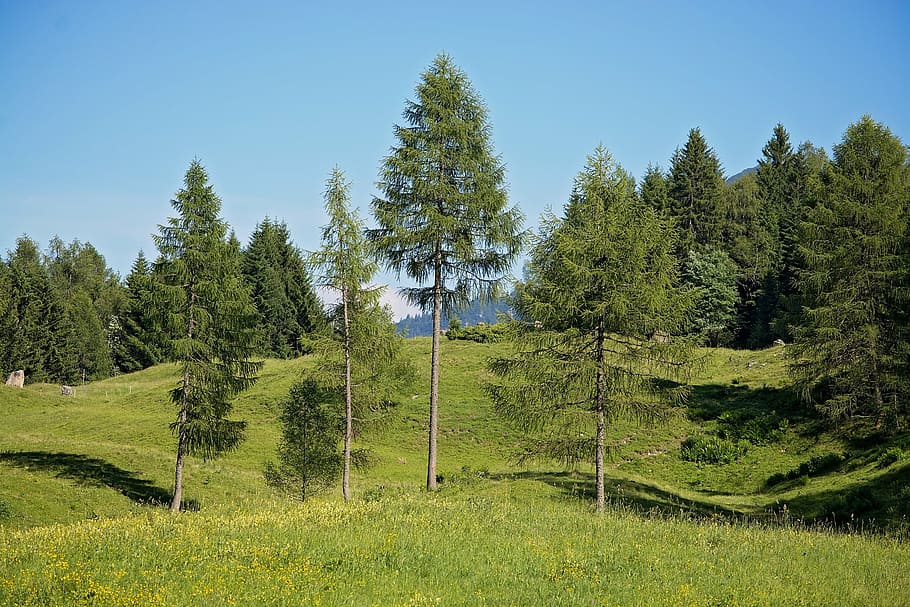 landscape, trees, ways, natural meadows, alpine meadows, sky, conifers, summer, grass, austria