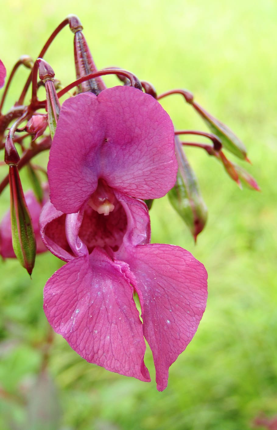 bálsamo del himalaya, impatiens glandulifera, invernadero de orquídeas, púrpura, hojas, verde, Planta, planta floreciendo, flor, primer plano