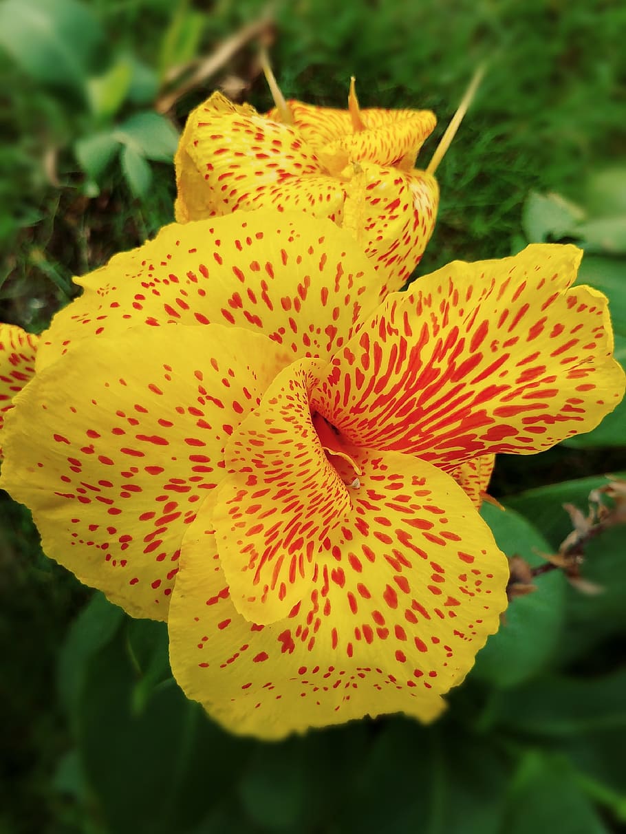 canna lily, yellow flower, spotted, petal, cultivar, garden, blooming, plant, floral, beauty in nature