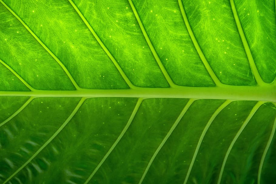 shot, tree leaf texture, Closeup, tree leaf, texture, nature, abstract, natural, wild, leaf