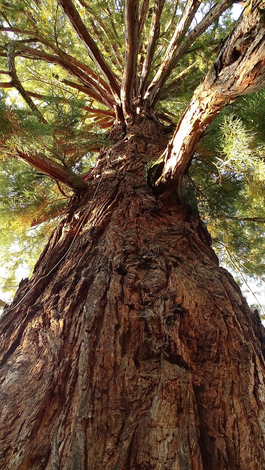 tree, log, sequoia, wood, tree bark, shadow, tribe, nature, tree trunks, powerful