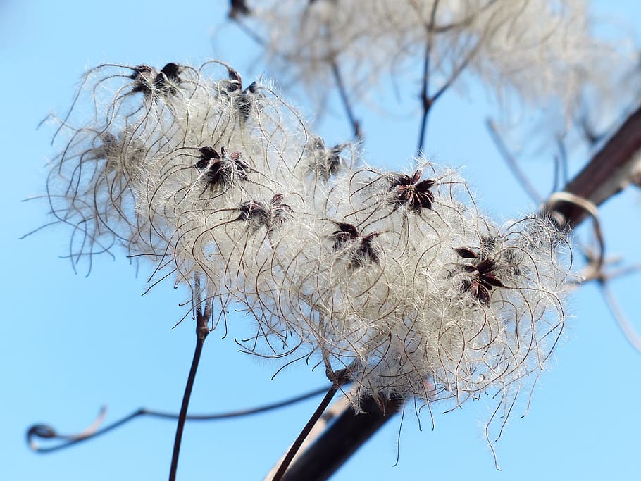shallow, focus photography, white, flowers, clematis vitalba, pods, soft, fluffy, seeds, liane