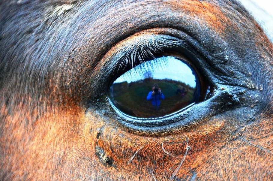 horse eye, eye, horse, close-up, eyesight, one animal, body part, animal eye, mammal, domestic animals