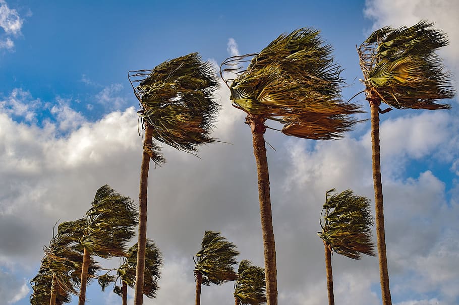 palm trees, wind, windy, weather, nature, stormy weather, sky, plant, cloud - sky, low angle view