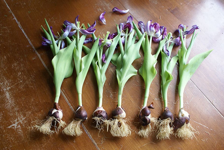 primavera, tulipán, bulbo, flor, jardín, verde, hoja, púrpura, pétalo, luz