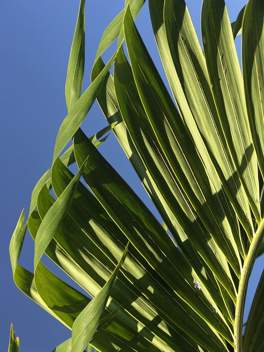 green palm leaves, palm, frond, leaf, exotic, palm tree, palm fronds, tropical, palm leaf, green color