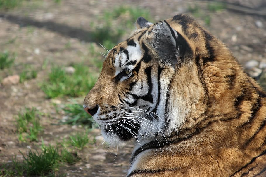 tiger, zoo, wilderness, beautiful, wild, animal, wildlife, carnivore, striped, mammal
