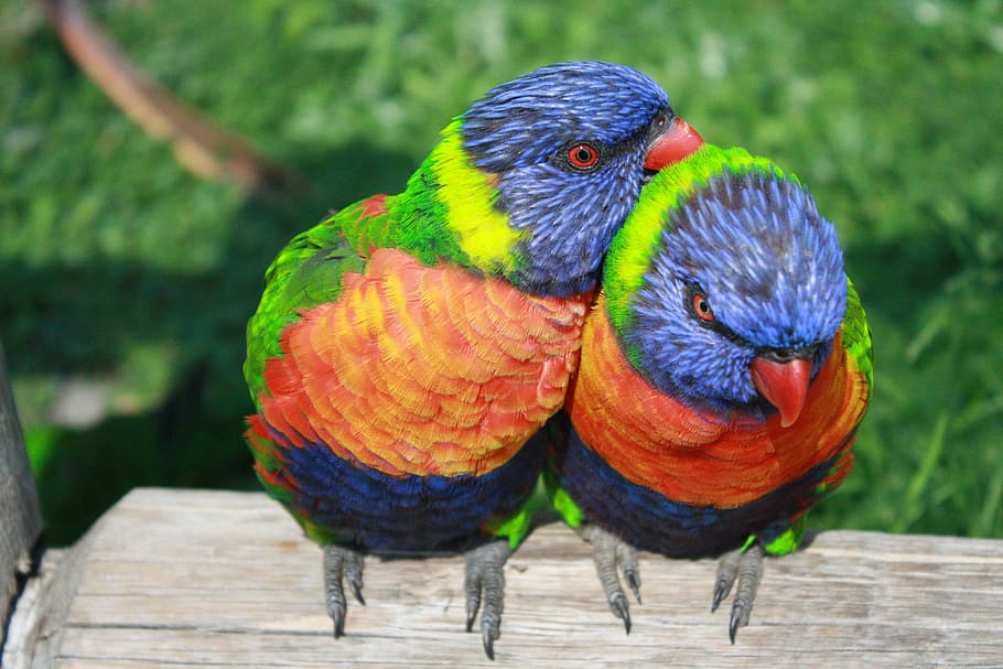 two blue-green-and-orange birds, rainbow lorikeet, parrots, lorikeet, exotic birds, birds, couple, love, together, bird