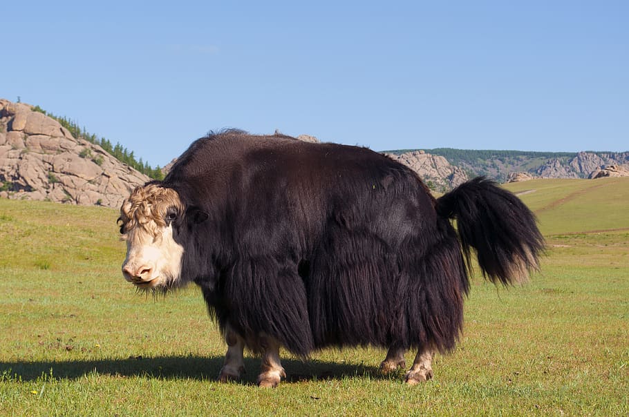 yak, mountain, summer, pasture, mongolia, mammal, grass, blue, green, landscape