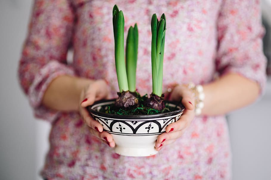 pink, holding, plant, pot, Hyacinths, Woman, miscellaneous, items, one person, midsection