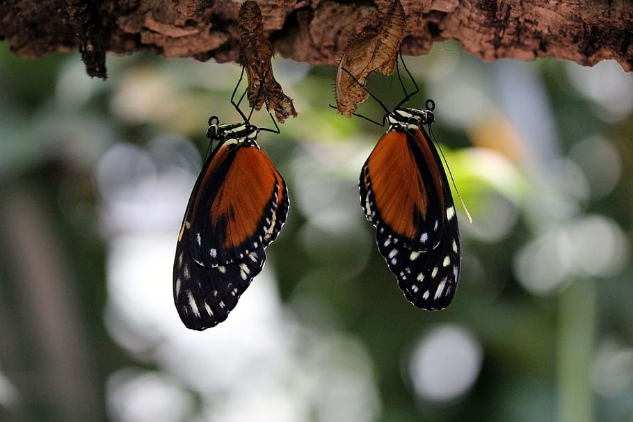 photography, two, butterflies, butterfly, orange, insect, close, pair, white dots, black
