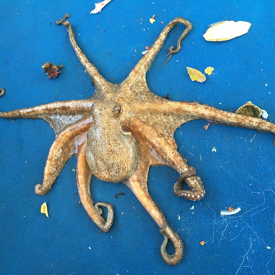 brown, squid, blue, surface, octopus, polyp, sepia, ocean, sea, water