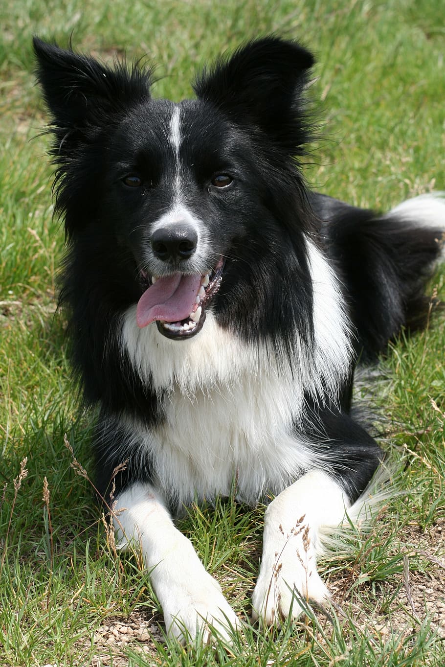 perro, collie, border collie, blanco y negro, perro de pastoreo, Un animal, canino, mascotas, doméstico, temas de animales