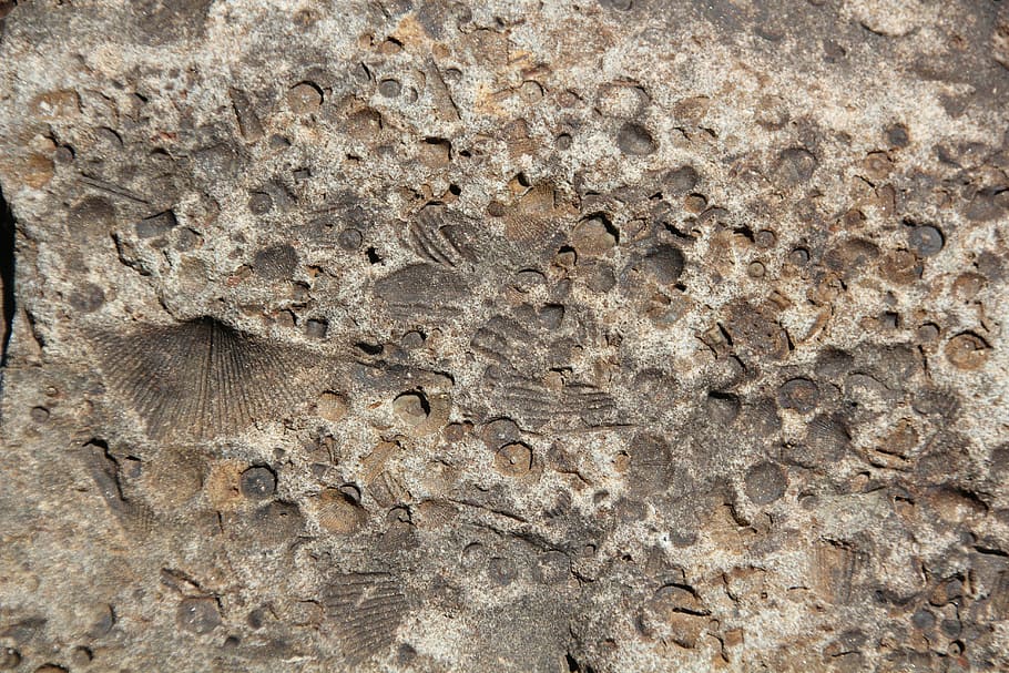 fósil, piedra, roca, textura, natural, patrón, viejo, fosilizado, fondos, fotograma completo