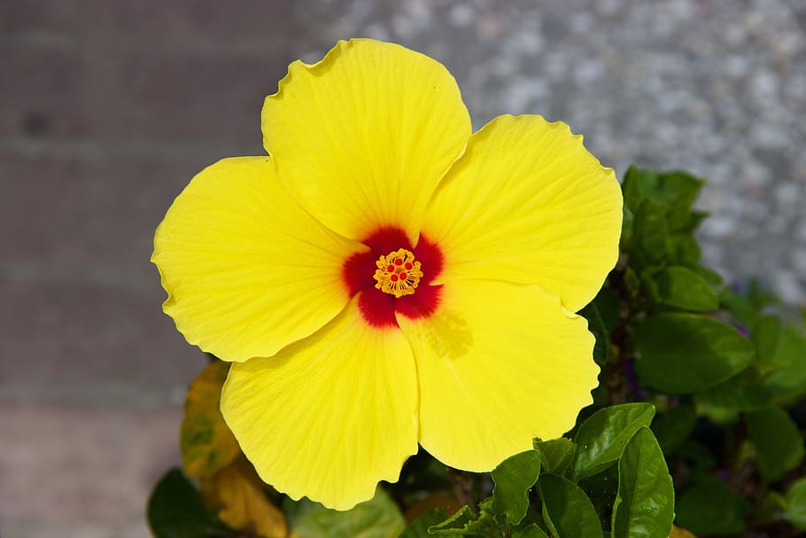 Page 2  Royalty-free hibiscus yellow photos free download  Pxfuel