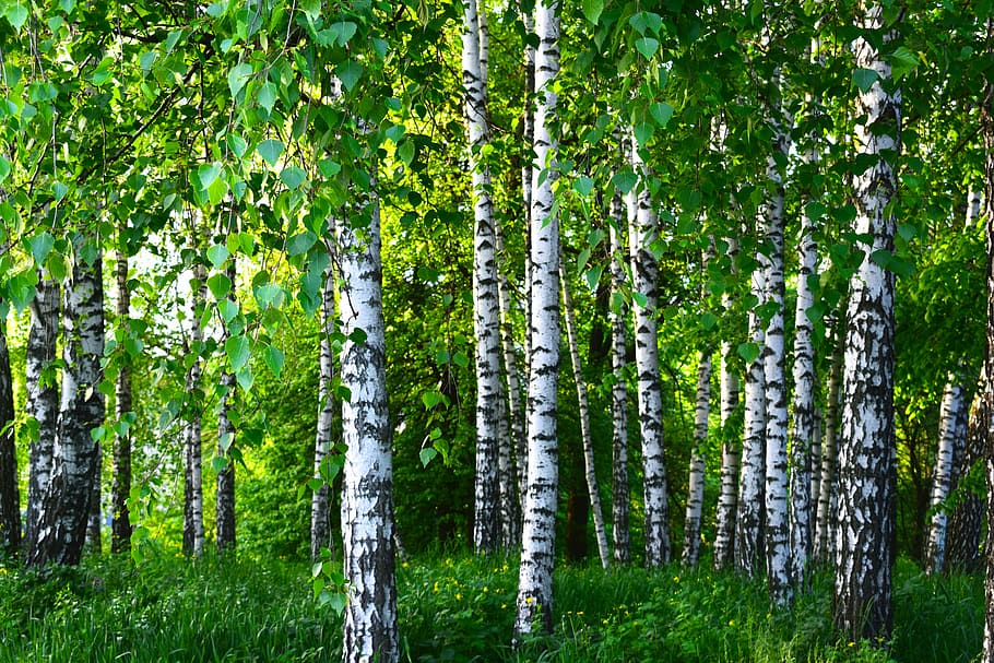 trees, surrounded, vines, birch, grove, forest, spring, greens, nature, landscape
