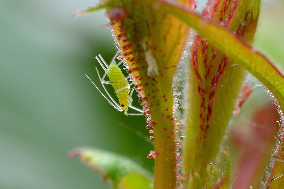 Rose Aphid, Louse, Animal, large rose aphid, aphid, insect, nature, leaf, pest, perspective
