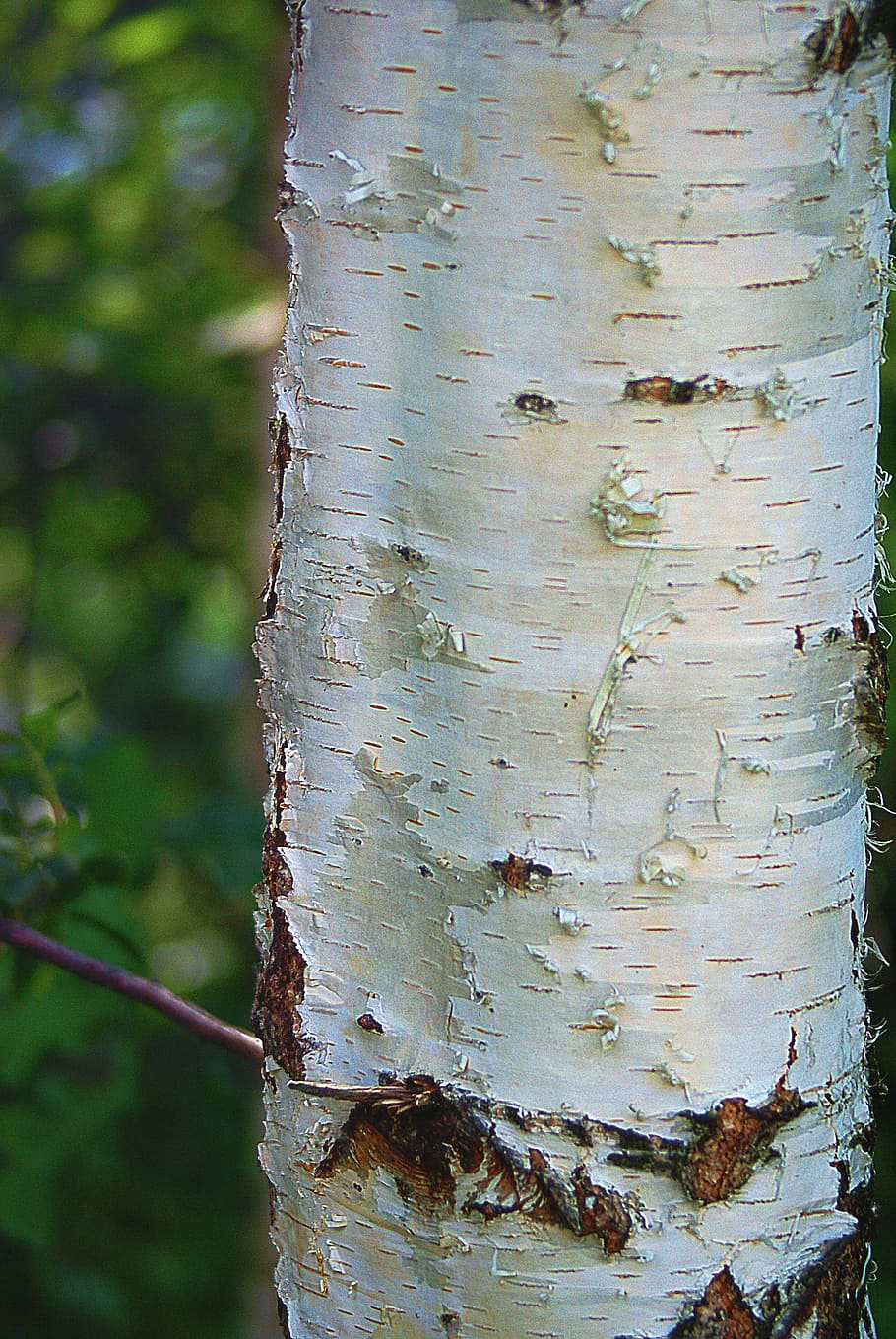 birch, trunk, birch trunk, the bark, white, plant, nature, cracks, speckles, tree