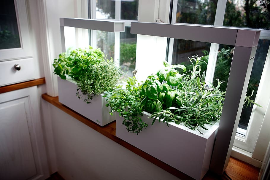 herb, growing herbs, hydro system, gift, conservatory, garden, plant, potted plant, growth, indoors
