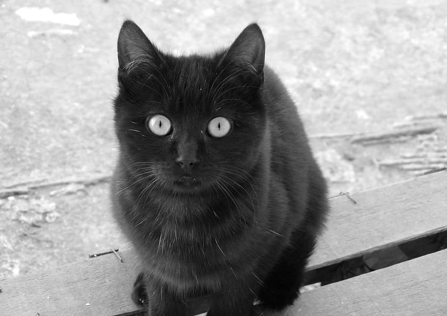 retrato, animal, mamífero, gato, lindo, gato negro, ojos redondos, ojos de gato, felino, gatito