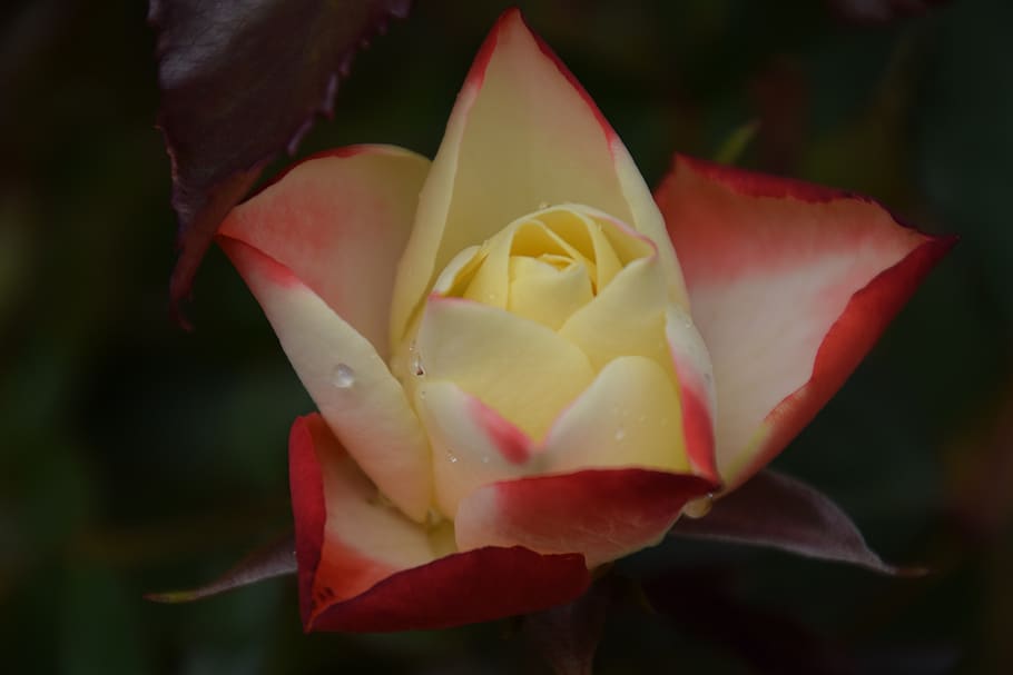 bicolor rose, origami, origami rose, summer, bloom, colour, flower, flowering plant, petal, beauty in nature