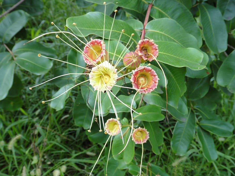 ジギタリス 木 公園 自然 植物 夏 花 成長 自然の美しさ 葉 Pxfuel