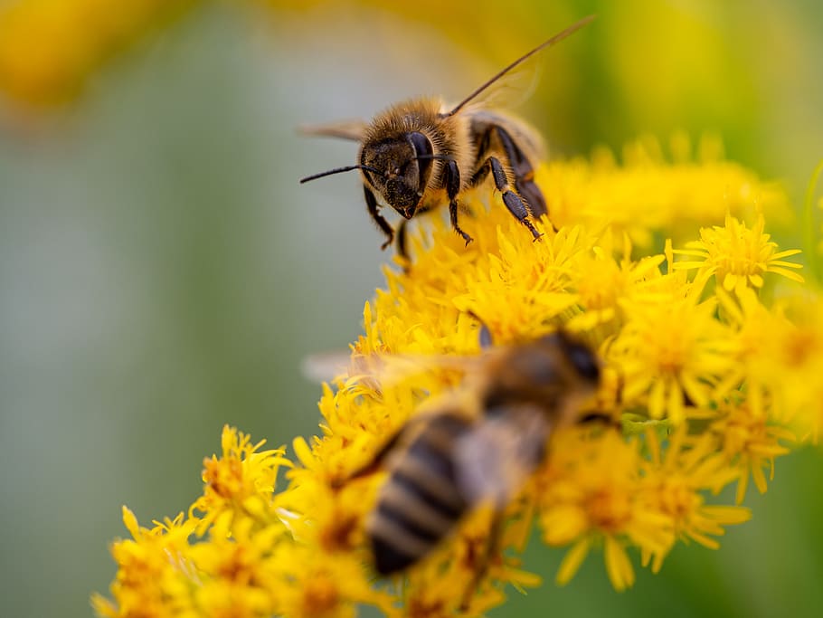 bee, golden rod, flower, blossom, bloom, plant, yellow, nature, summer, insect