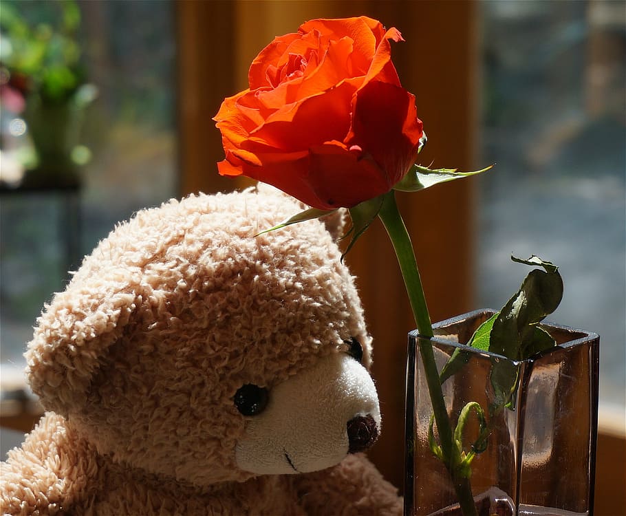 old teddy bear with rose, toy, stuffed animal, orange rose, rose, flower, blossom, bloom, nature, garden