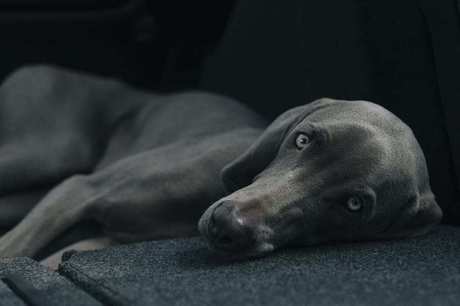 closeup, weimaraner dog, fabric surface, photography, grey, weimaraner, lying, black, txtile, animals