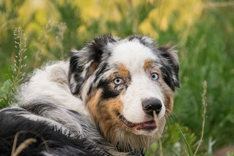 white, brown, dog, australian shepherd, spotted, animal, nature, grass, one animal, canine