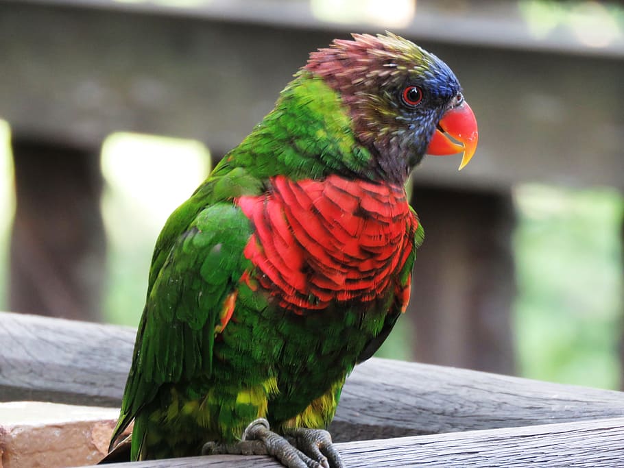 green, bird, wooden, surface, daytime, red, and blue, blue Parrot, brown, branch, parrot