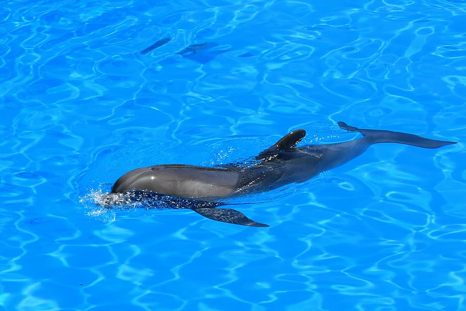 delfin, aquarium, dolphinarium, mammal, loro park, tenerife, canary islands, pool, fins, preview