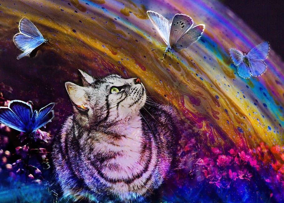 several, common, blue, butterflies, gray, tabby, cat illustration, cat, rainbow, butterfly