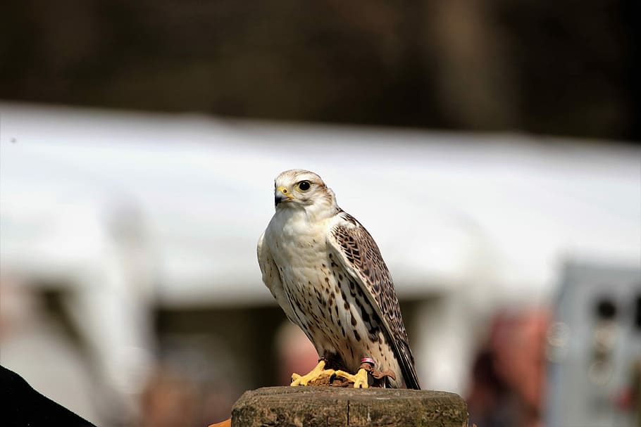 Saker Falcon, Bird, Prey, falcon, saker, nature, feather, wild, wildlife, animal