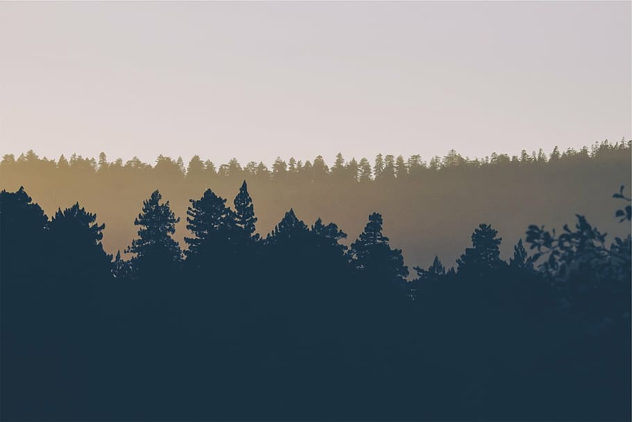 silhouette, pine trees, mountain, tree, line, gray, skies, trees, tree line, nature