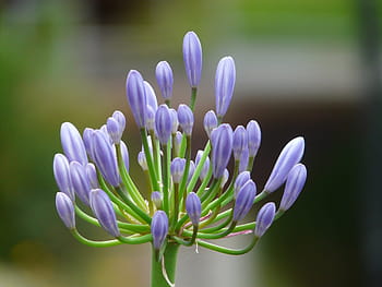 Fotos Agapanthus libres de regalías | Pxfuel